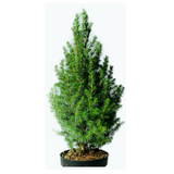 Living Evergreen Tree